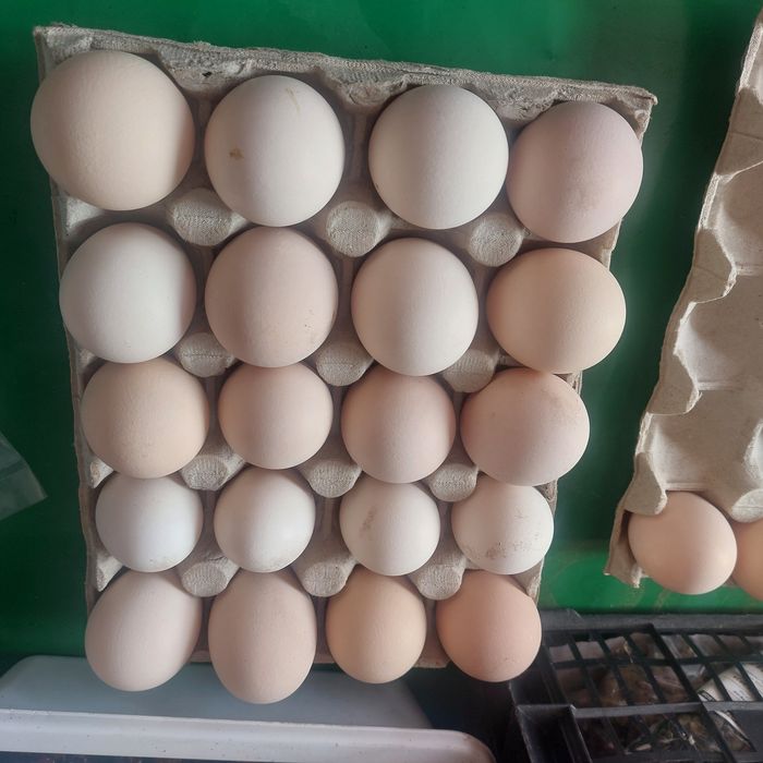 Australorp alb..oua de incubatie