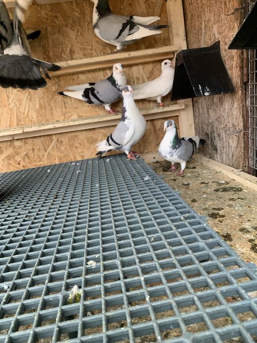 Jucătorii Gălățenii