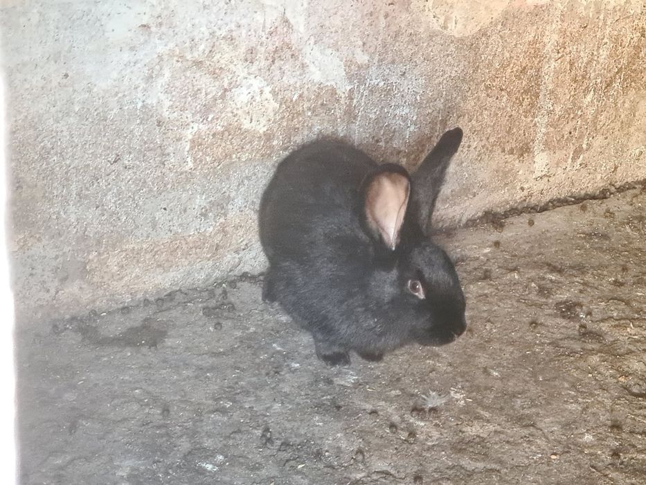 Vând doi iepuri uriaș german