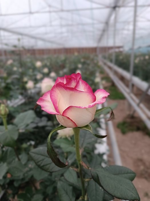 Issixona biznesi bo'yicha Atirgul ko'chatllari sotamiz