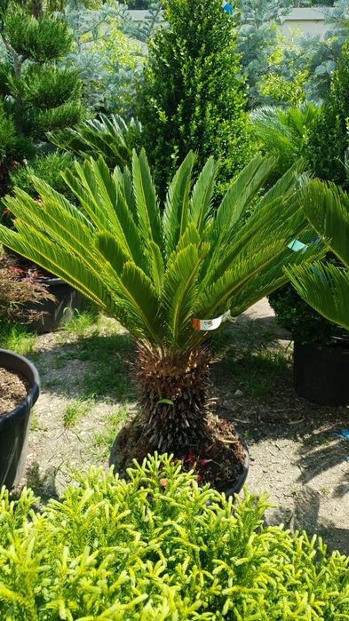 Palmier trachicarpus Fortunei și Palmier cycas