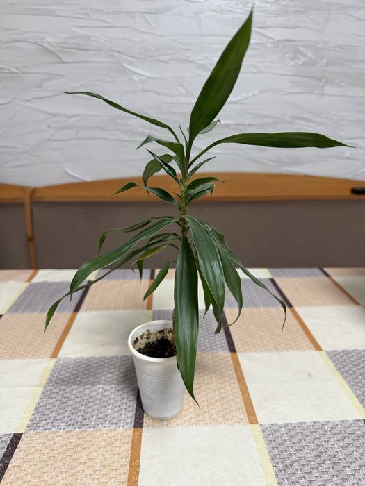 Обмен комнатные цветы, растения