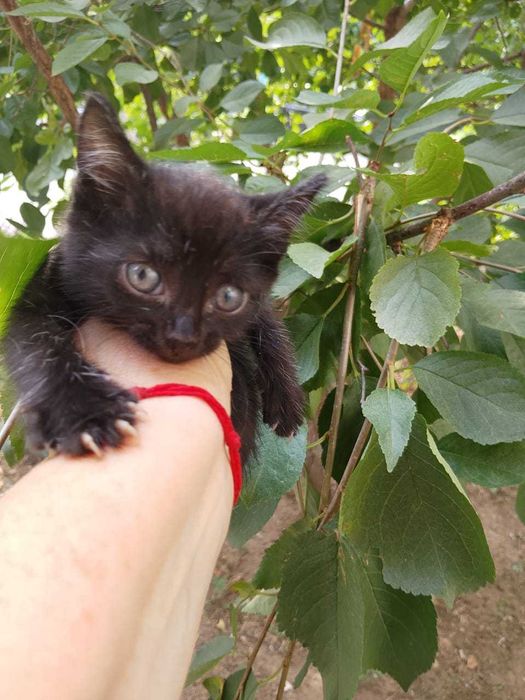 Отдам в добрые руки котят