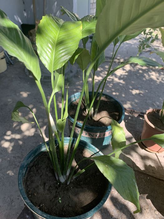 Продам домашнее растение