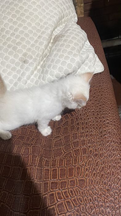 Отдам котят 2 мальчика 1 девочка