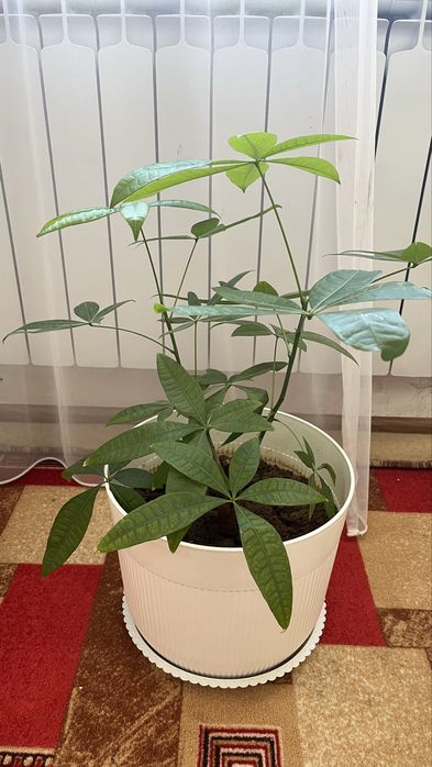 Комнатные растения, домашние цветы