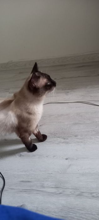 Кот в ответственные руки