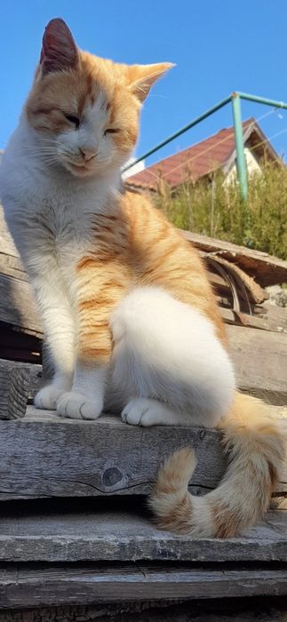 Подаряват се котета