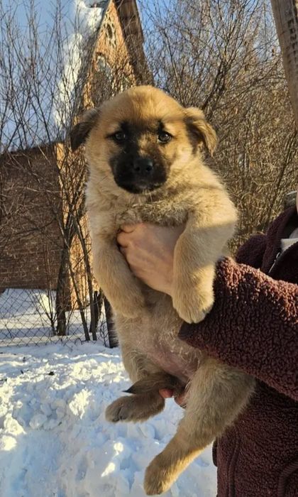 Отдам щенка в добрые руки