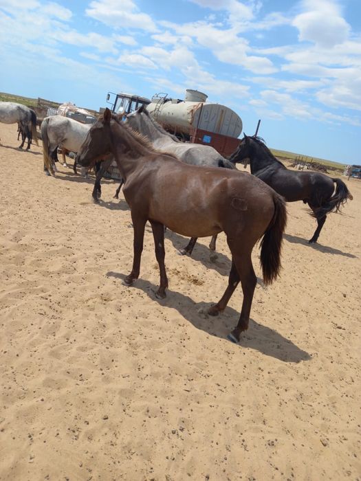 Мисси Вудс порно
