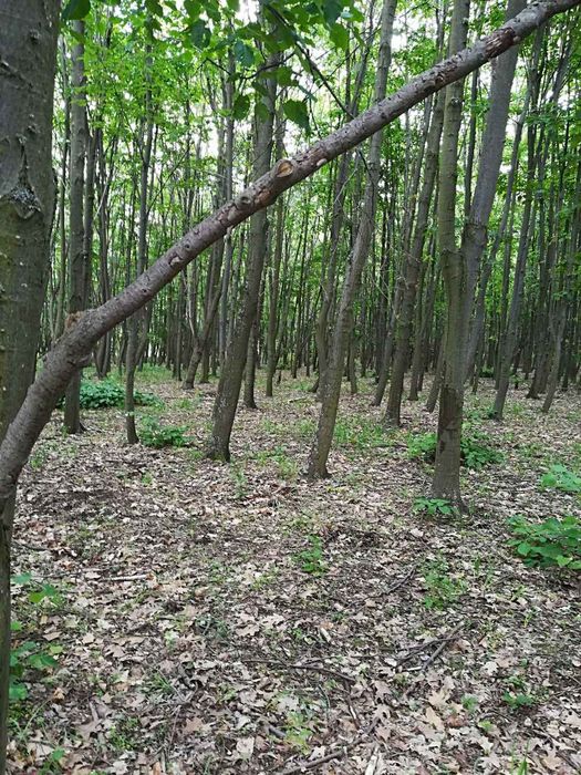 Продава се Земеделски имот в с. Смолник, Област Бургас -  кв.м за 726 €/дка - Снимка #3