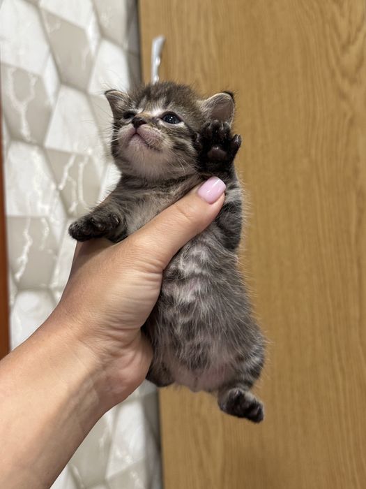 Ищем семью для малышки