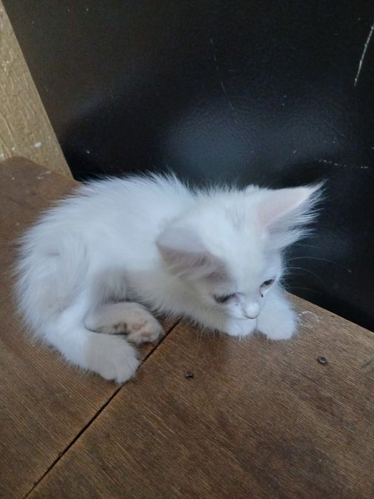 Котёнок бесплатно
