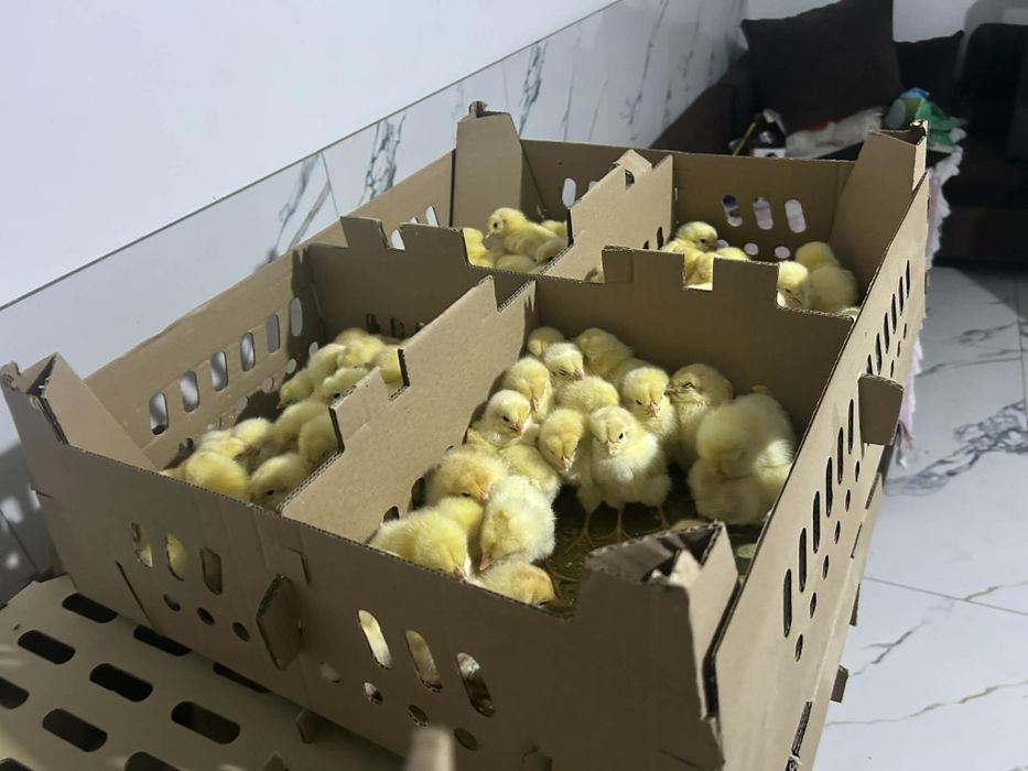 De vanzare Pui de o zi