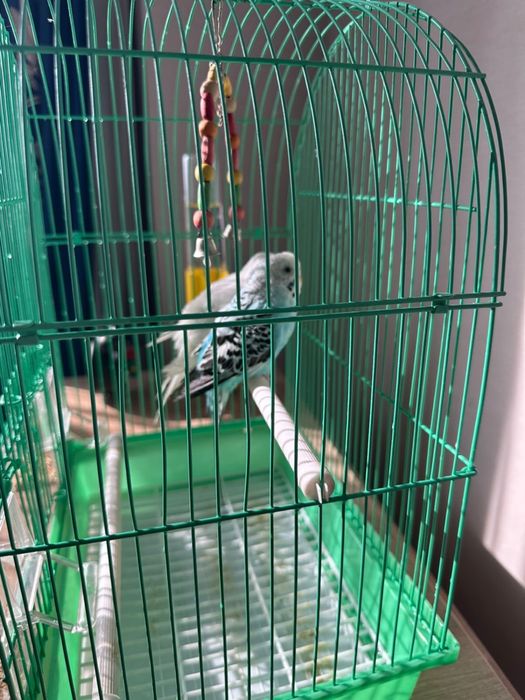 Волнистые попугай