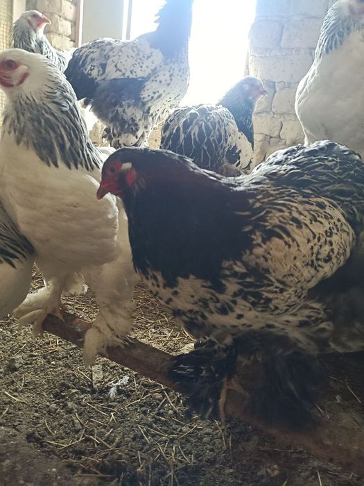 Брамма (уруглик) тухумлари сотилади