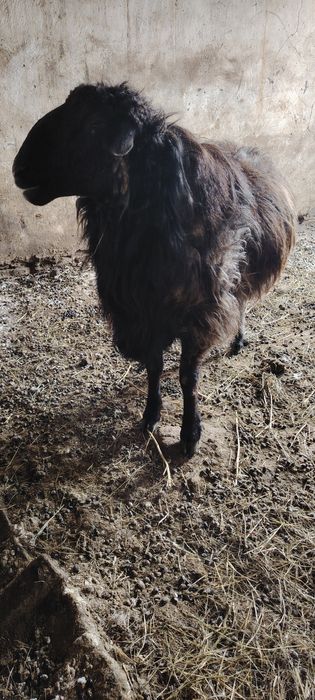 Қошқар сатылады, семіз, жемде тұрған