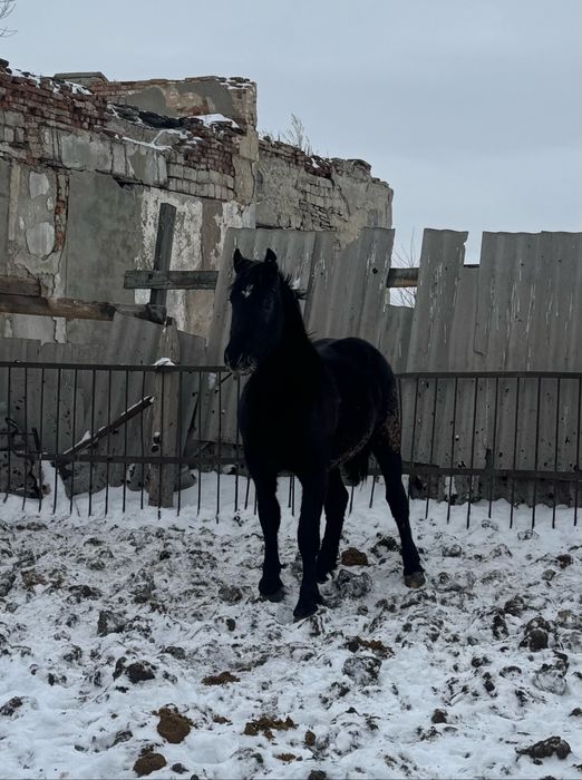 Продам жеребца полутяж