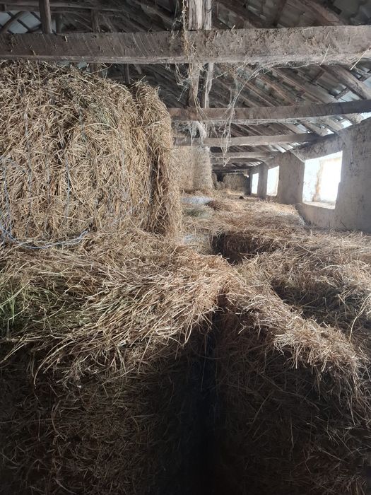 Baloti lucerna dreptunghiulari si rotunzi