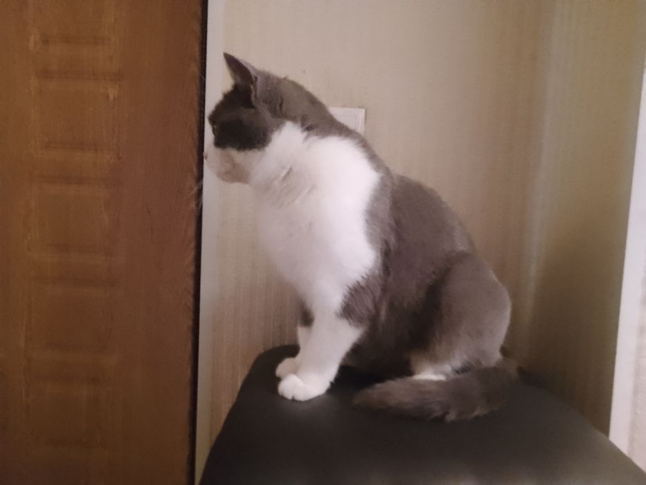 Отдам кота со всеми вещами его/ее