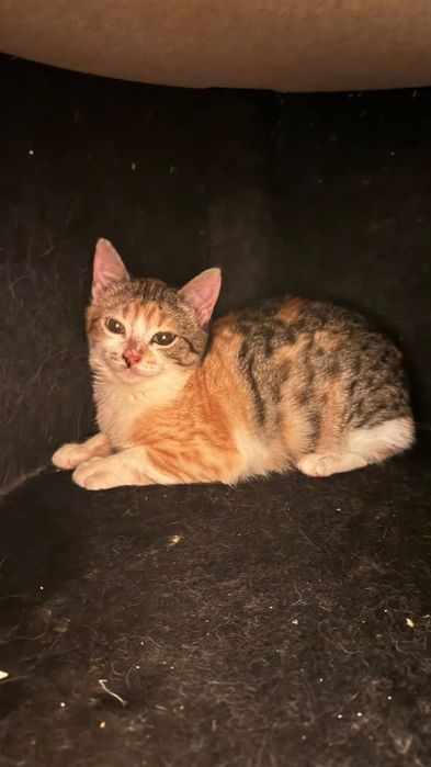 котенца от Созопол