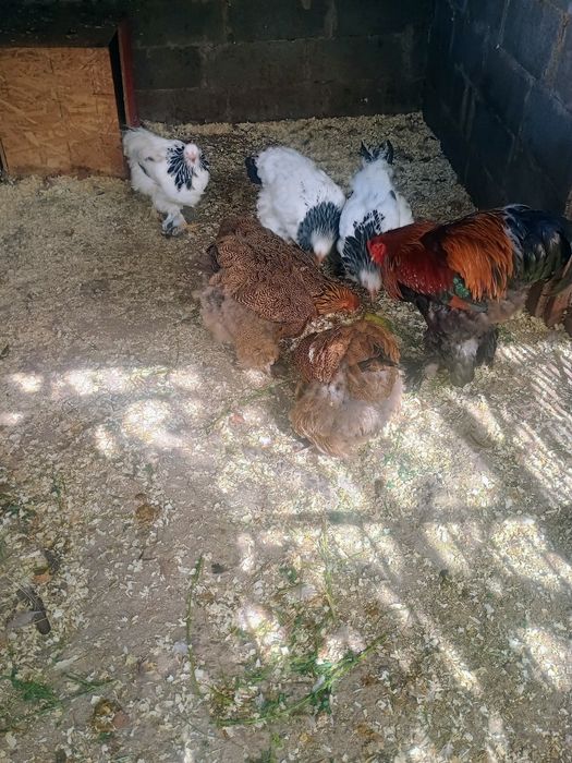 Găini brahma HD și potarnichiu de vânzare