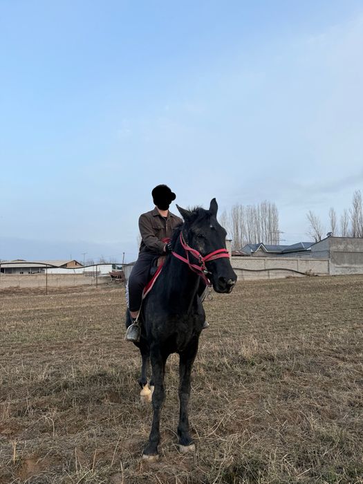 Ot soglom продаётся лошадь