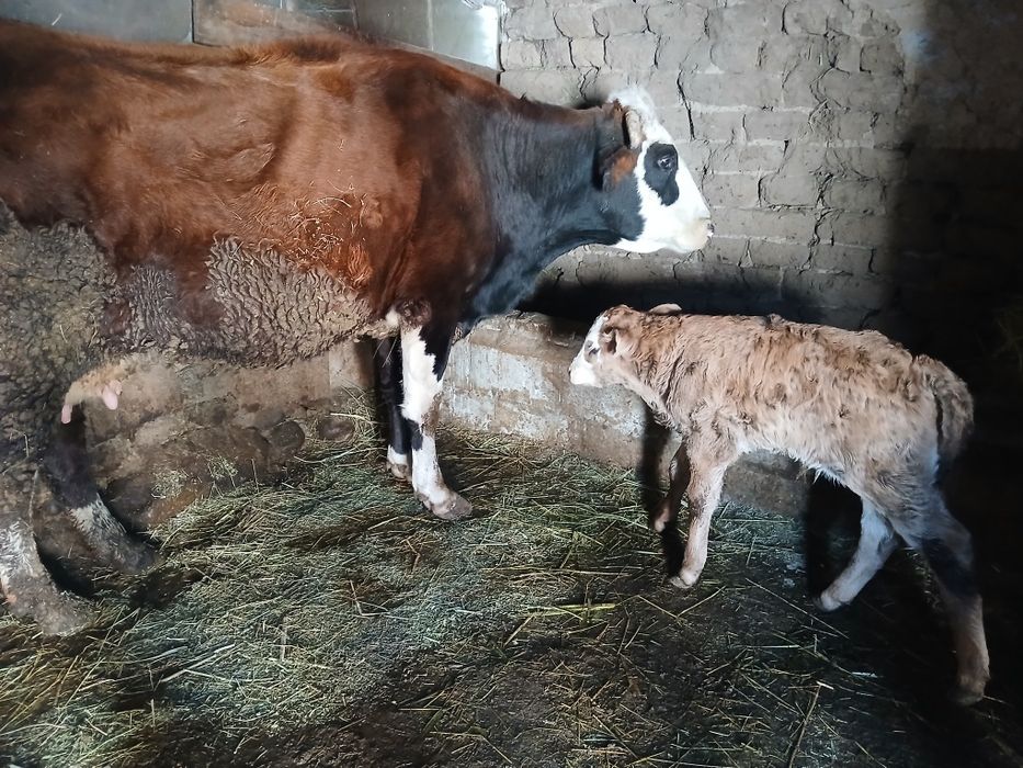 корова с телёнком