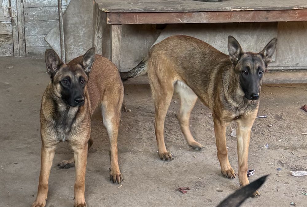 Кученца Белгийски овчарки