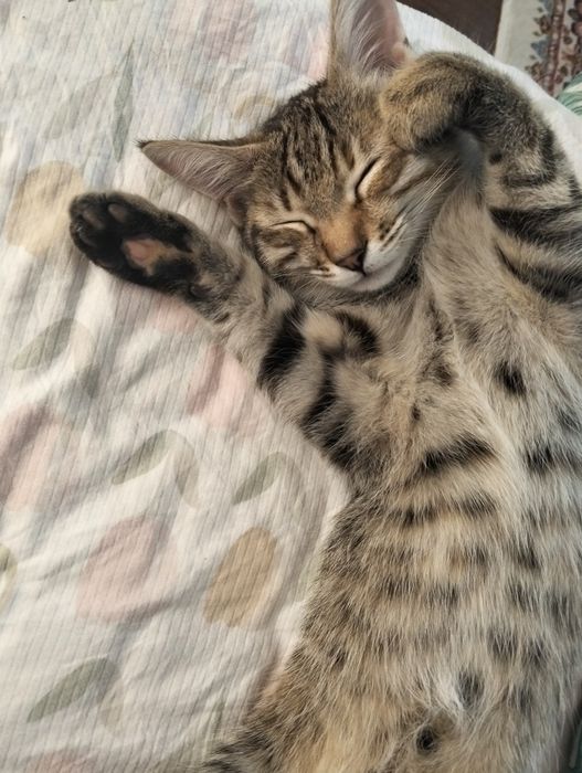 Кошечка 3-4 мецеца девочка