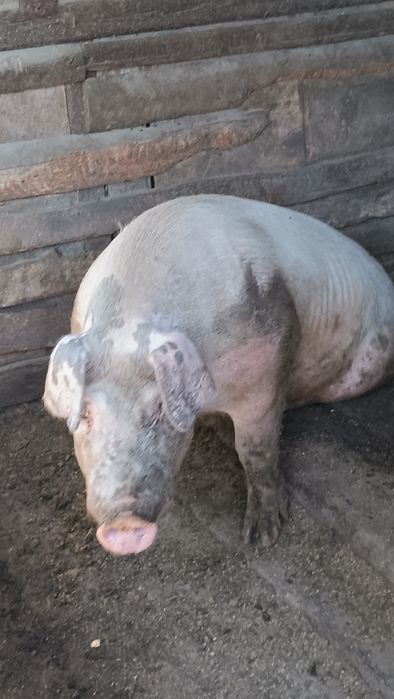 Продам молодого кабана