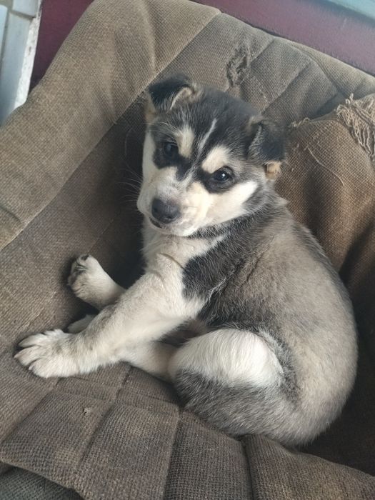 Продам щенка 2 месяца