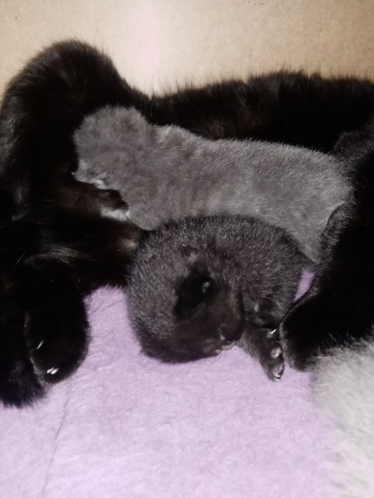 Britanchalarga bron ochldi bir haftalik bolshti