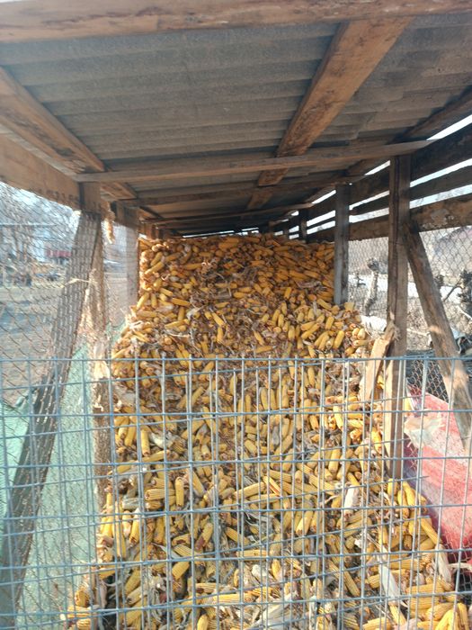 Кукуруза в початках