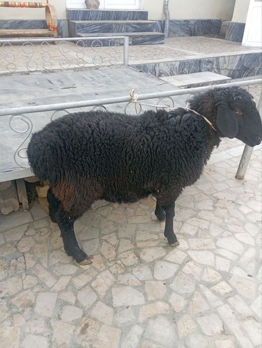 Bugʻoʻz qoʻy sotiladi