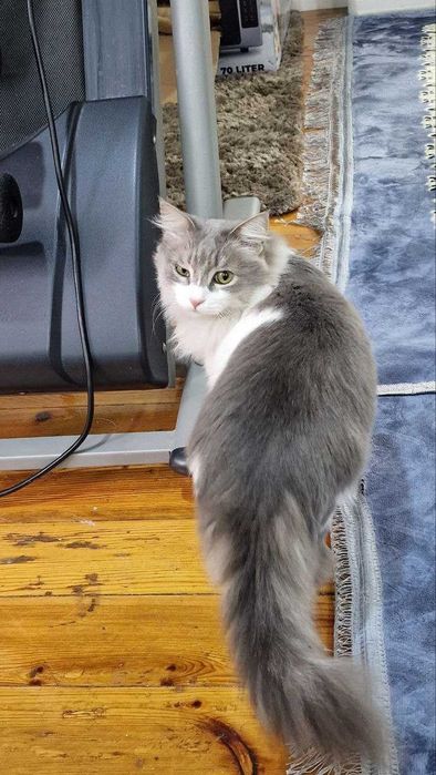 Кот сибирский отдам бесплатно