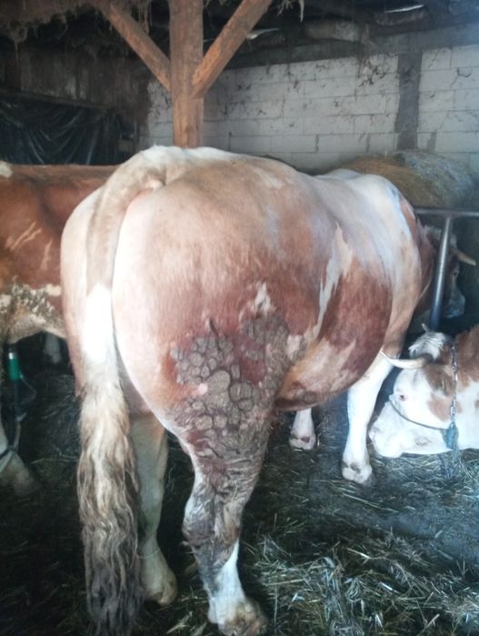 Taur+ jurinca+ vaca de vânzare