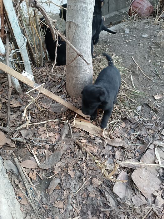 Срочно продам щенков овчарка