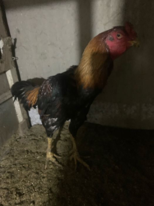 2 tulak pircha sotiladi zotga