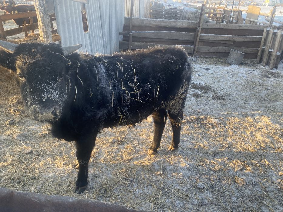 Продам бычка на откорме