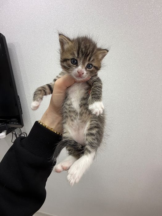 Котята, британцы