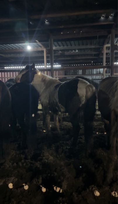 Жеребец (ала) 3 года