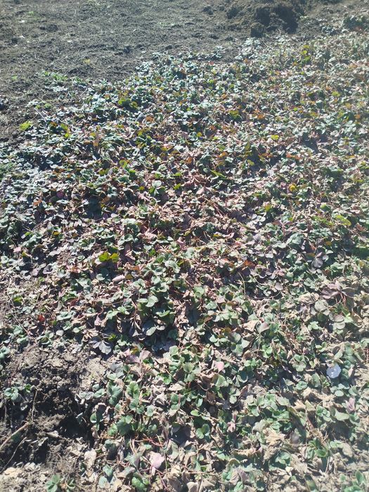 Клубничка ремонтантные