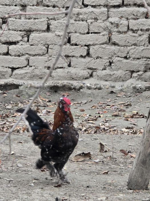 Yapon xoʻroz. Qiziquvchilar uchun. Arzon narxlarda