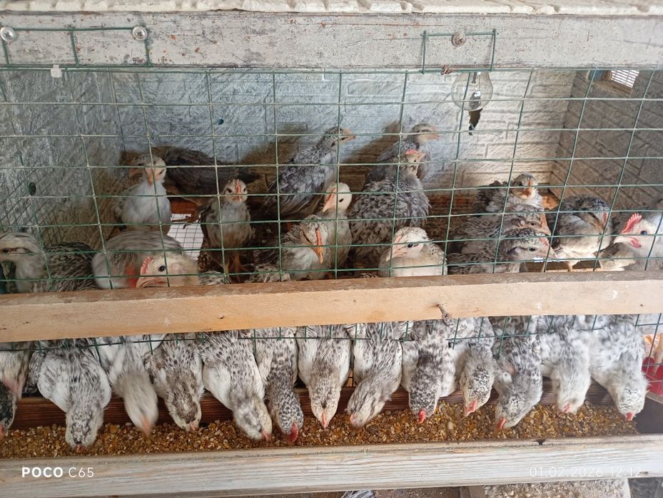 Цыплята Барковская Барвистая