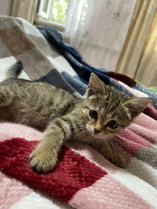 Отдам котенка в хорошие руки