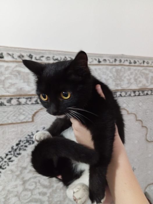 Котёнок в хорошие руки