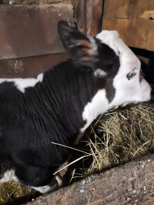 Продам телочку 2 месяца