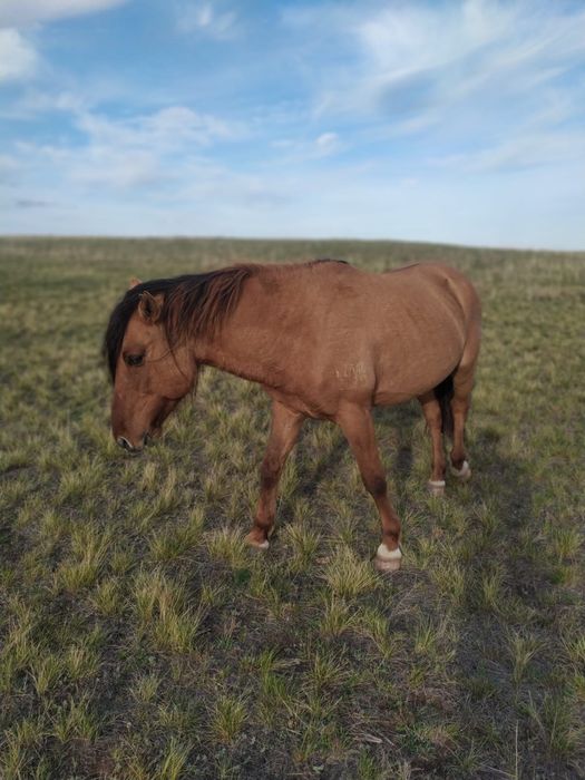 Продается Айгыр