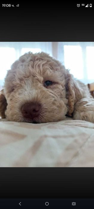 Lagotto Romanolio
